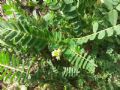 Astragalus boeticus